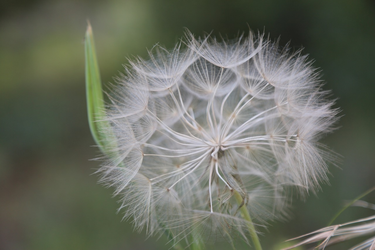 spring  flower  spring flowers free photo