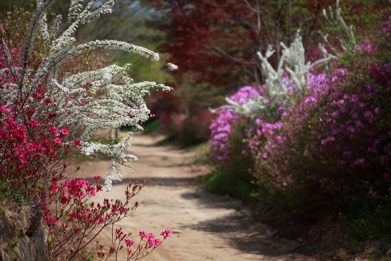 spring  spring landscape  korea free photo