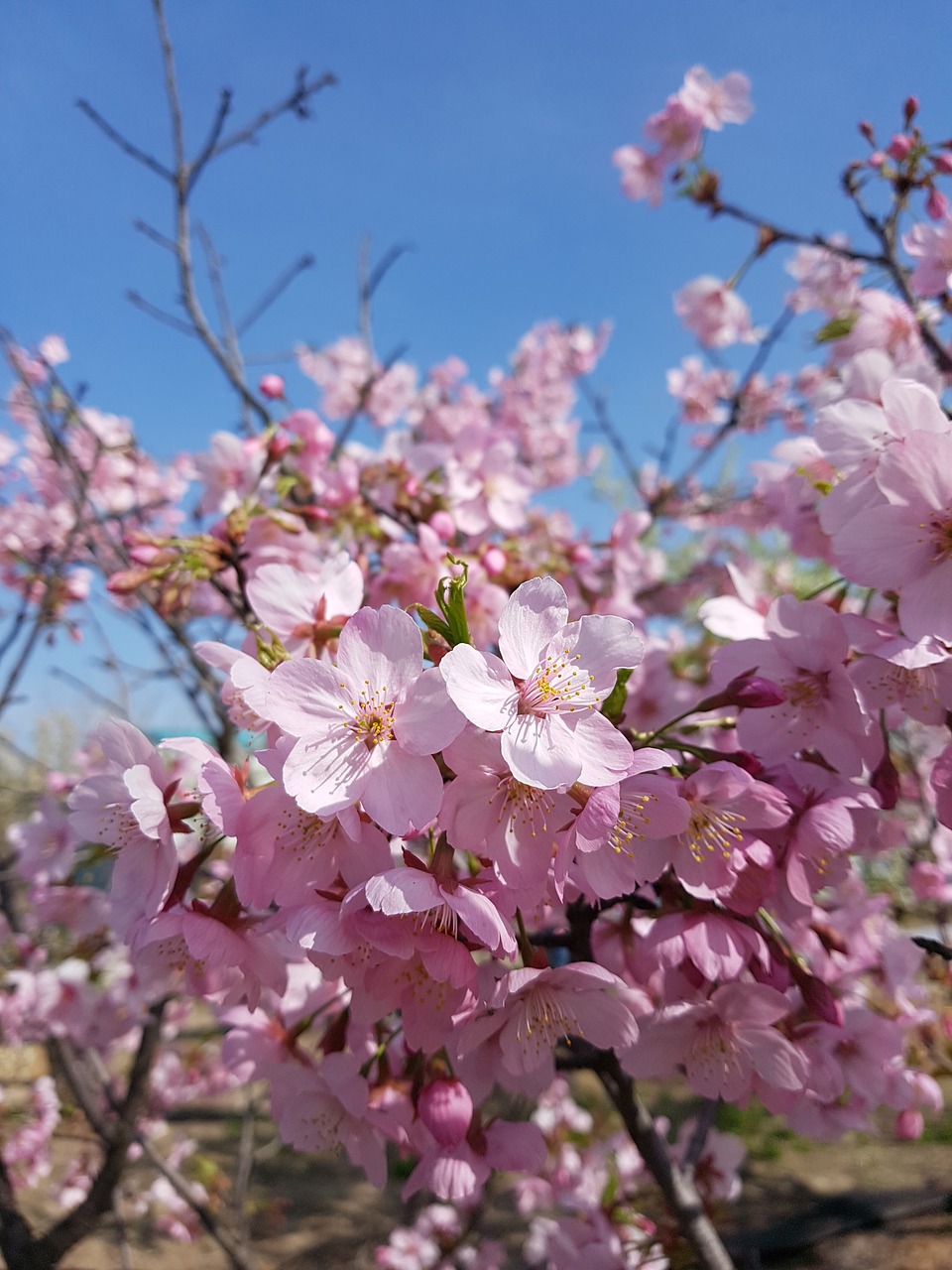 spring  flowers  wood free photo