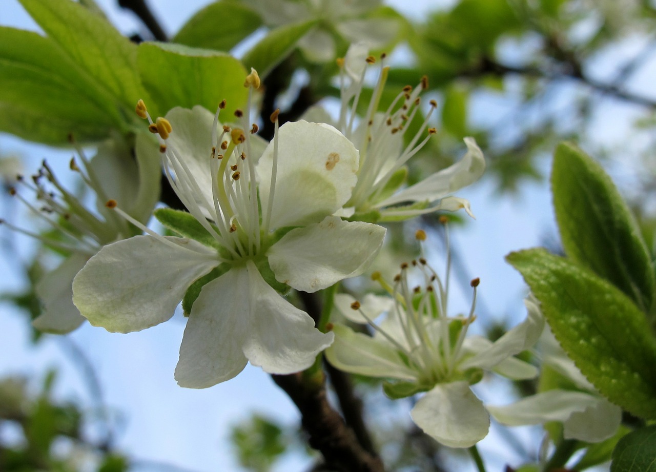 spring plum blossom bloom free photo