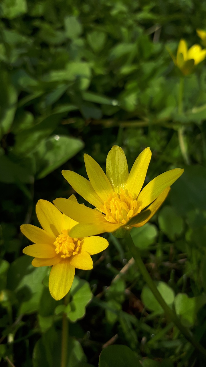 spring  yellow  flower free photo