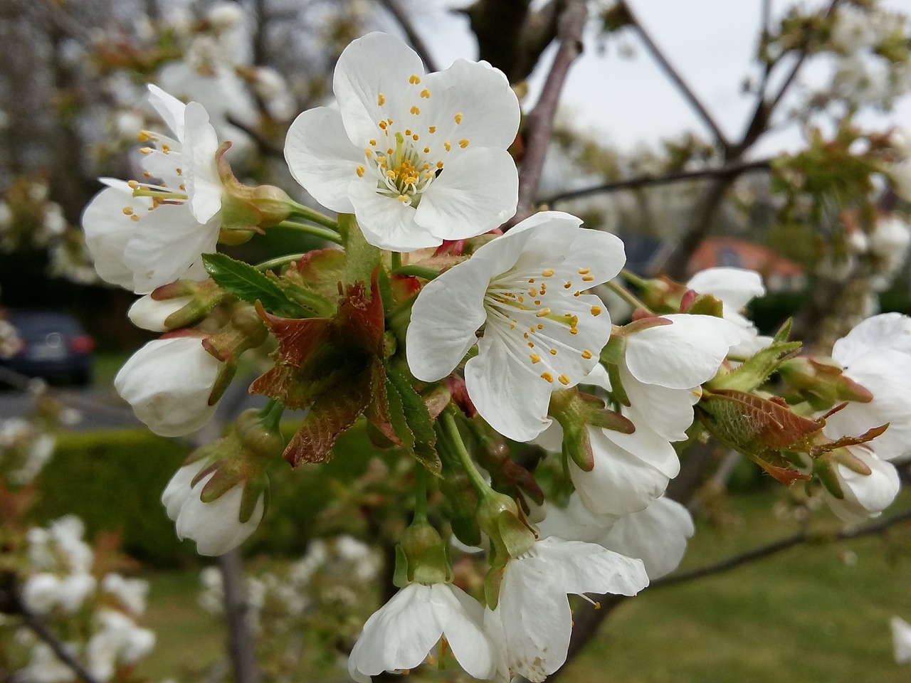 spring  fruit tree  flowering free photo