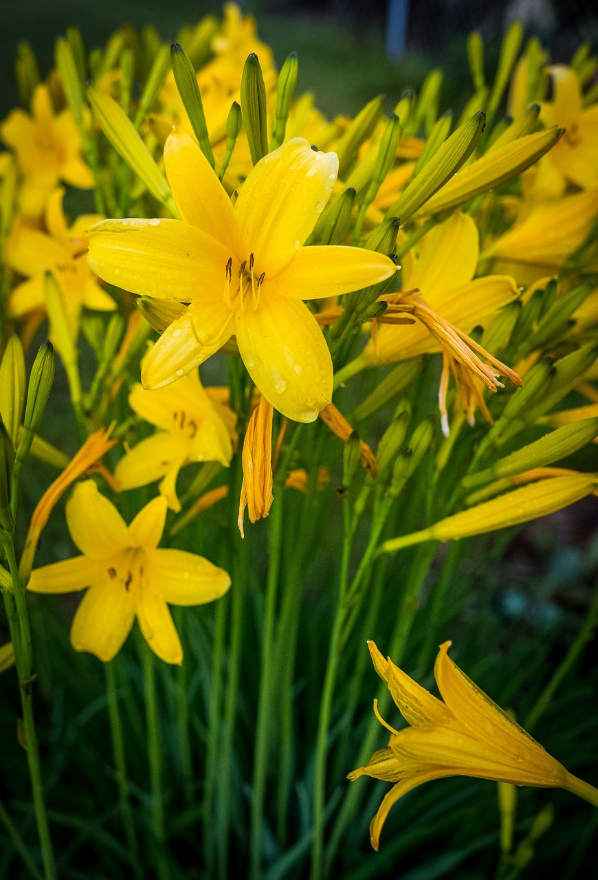 spring  bloom  flower free photo