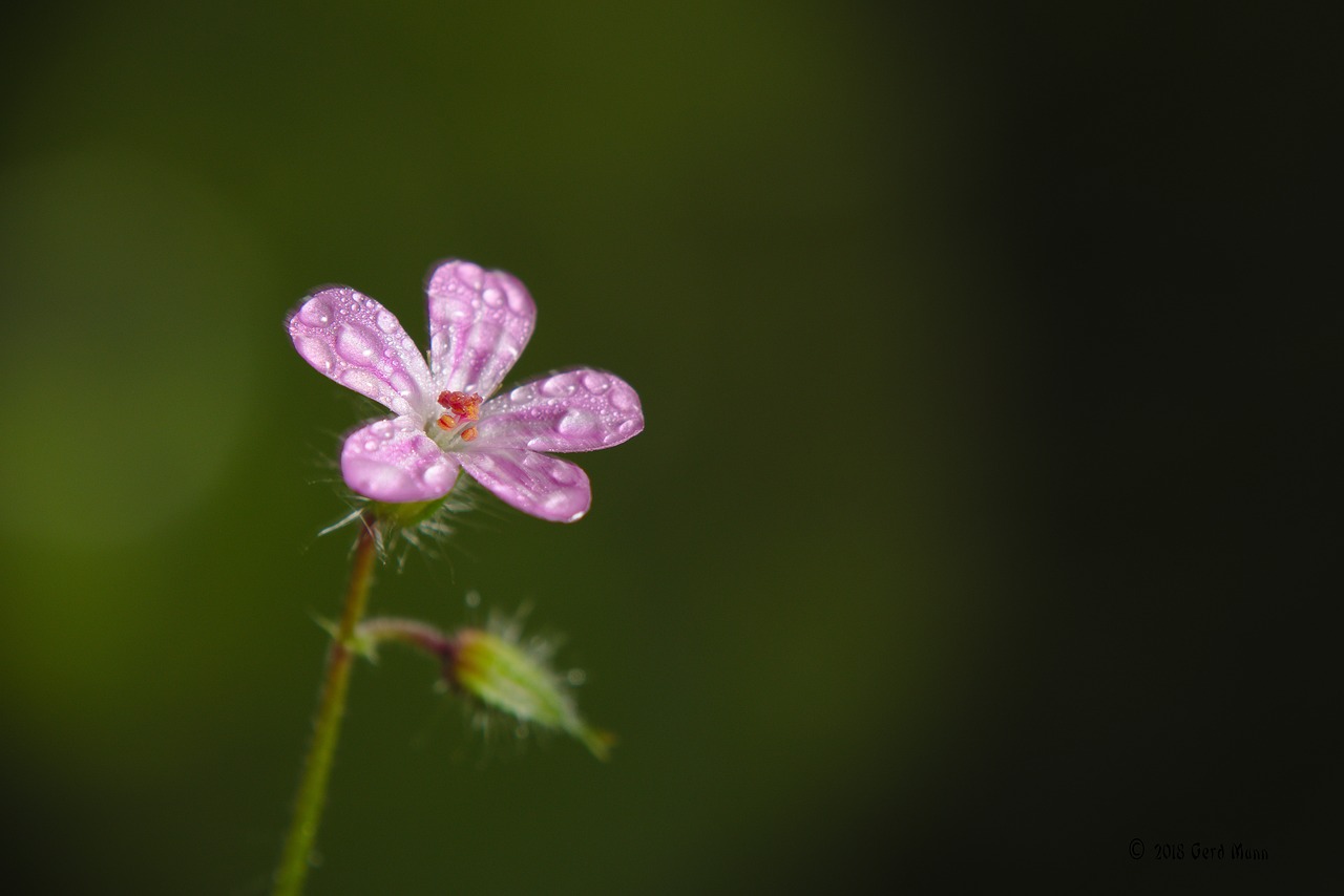 spring  forest  flower free photo