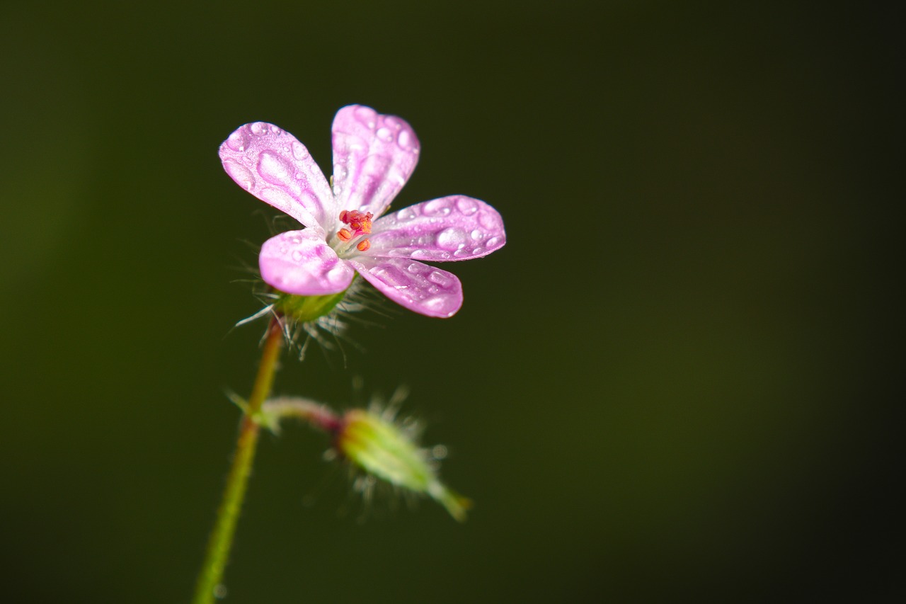 spring  blossom  bloom free photo