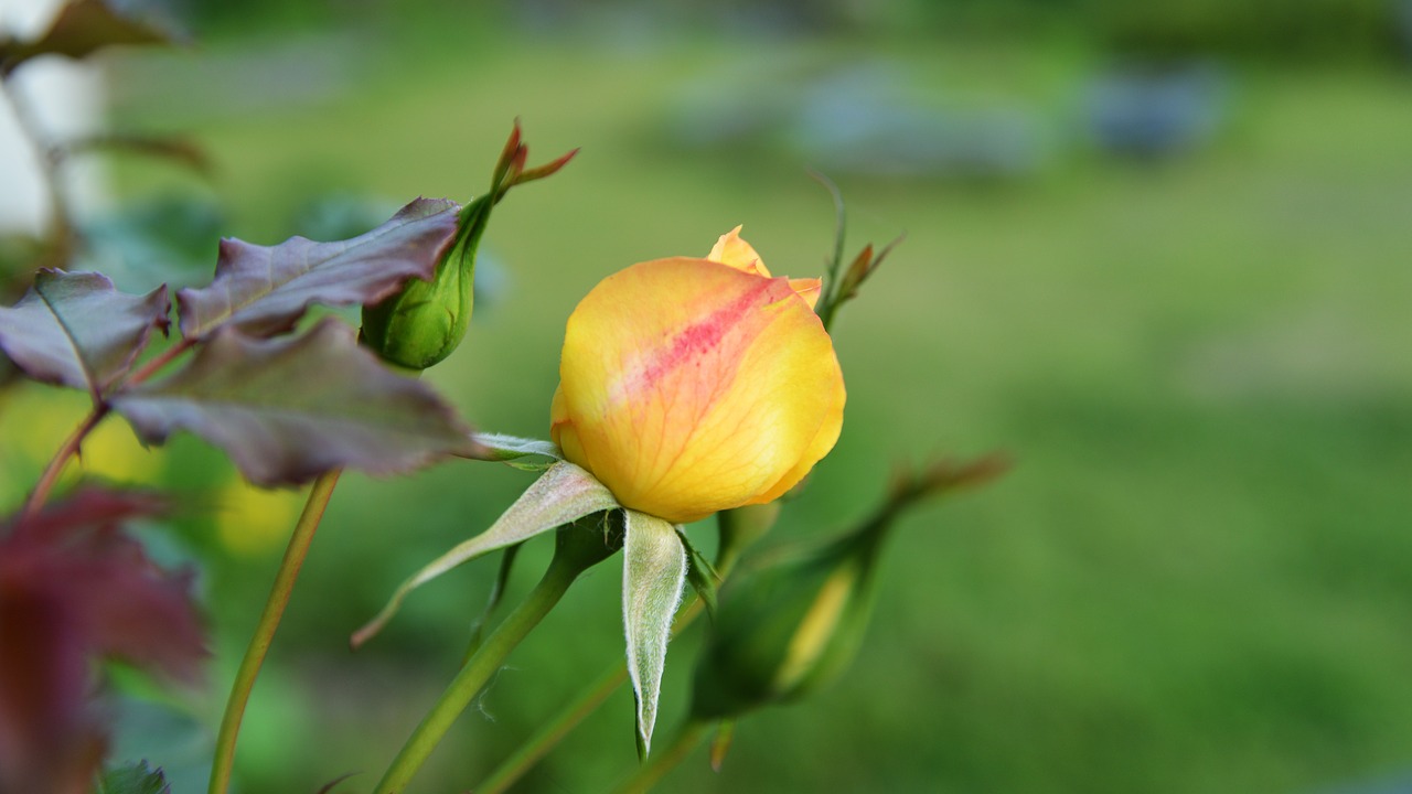 spring  wildflower  flower gardens free photo