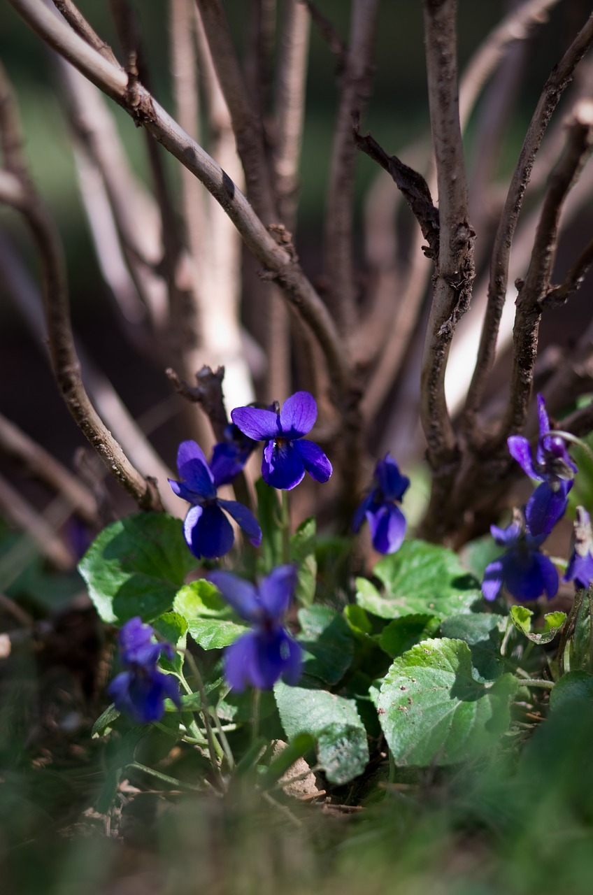 spring  violet  macro free photo