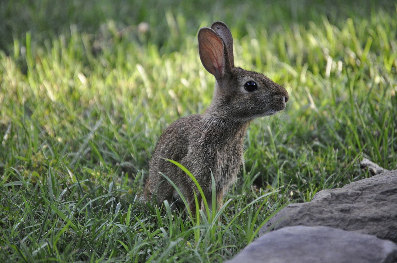 spring  bunny  rabbit free photo