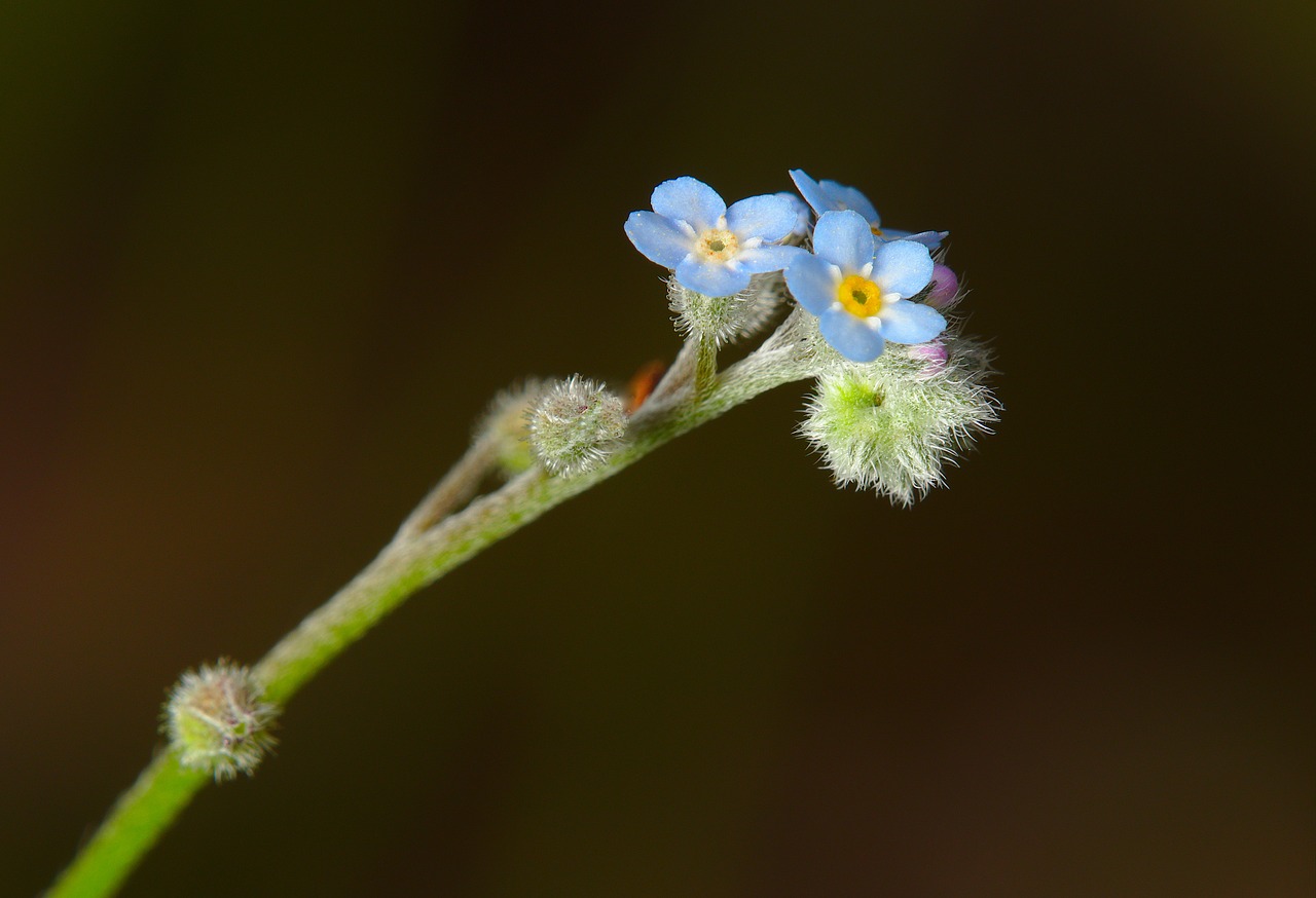 spring  forest forget-me-not  blossom free photo