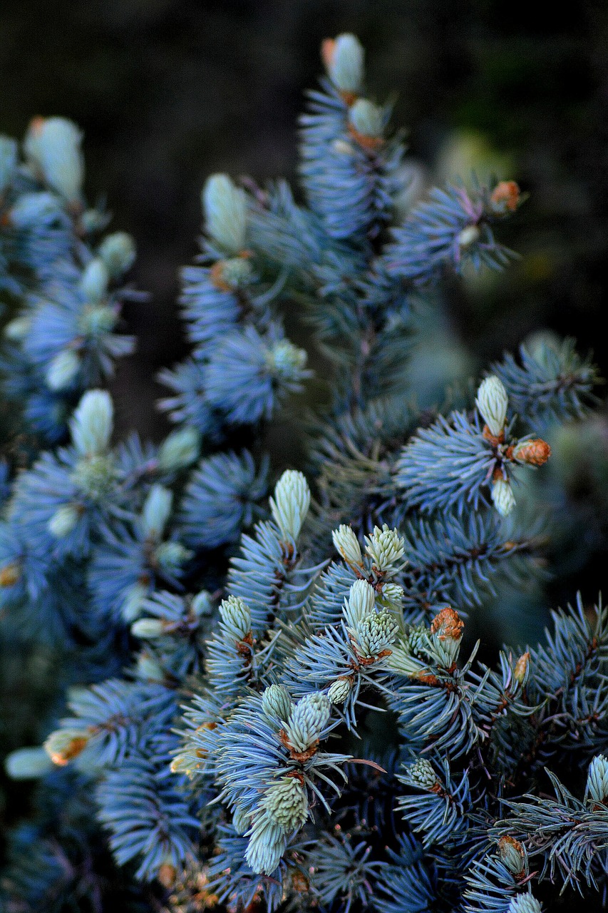 spring  spruce  blue free photo