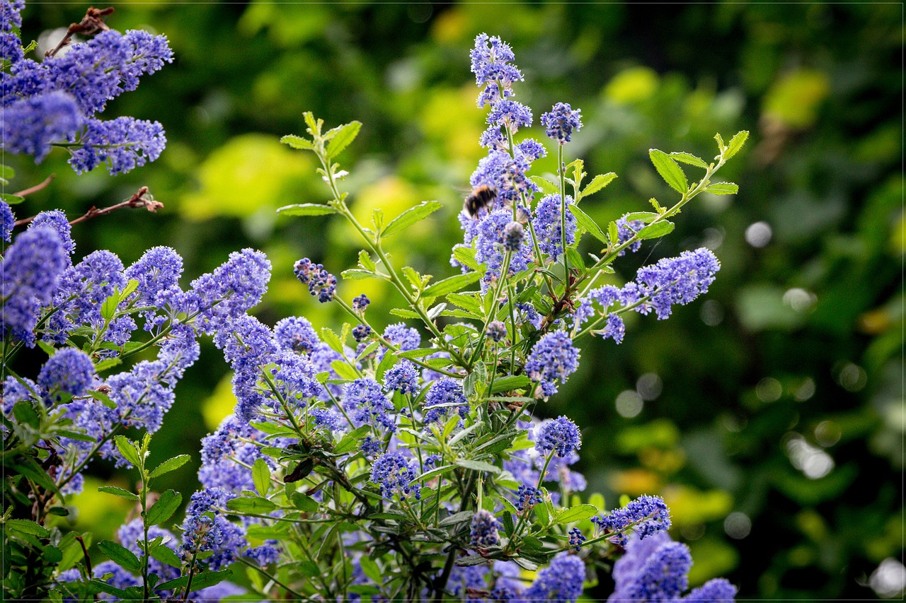 spring  purple  green free photo