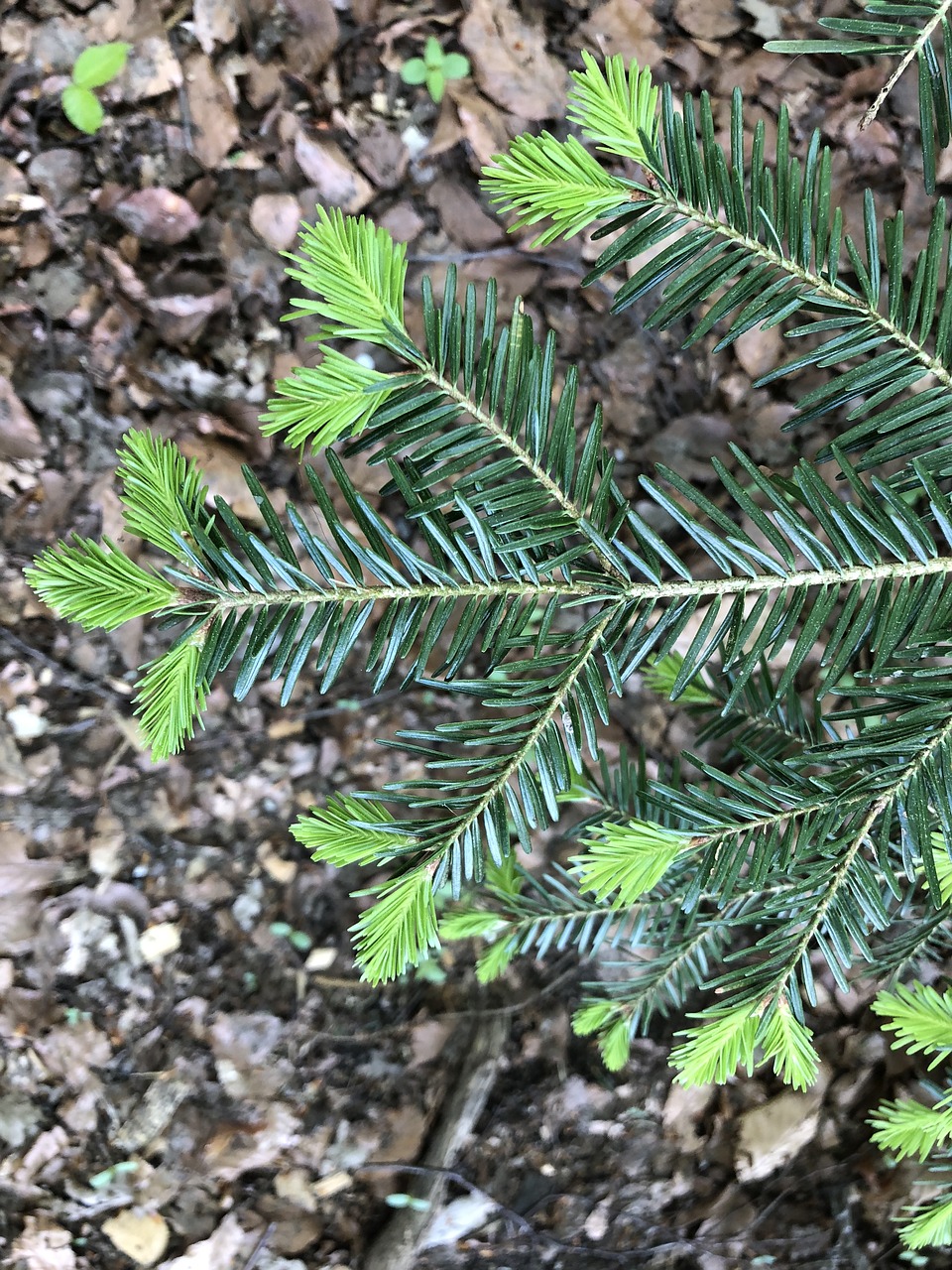 spring  bud  fir tree free photo