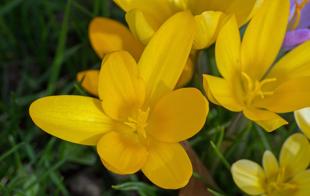 spring  crocus  flower free photo