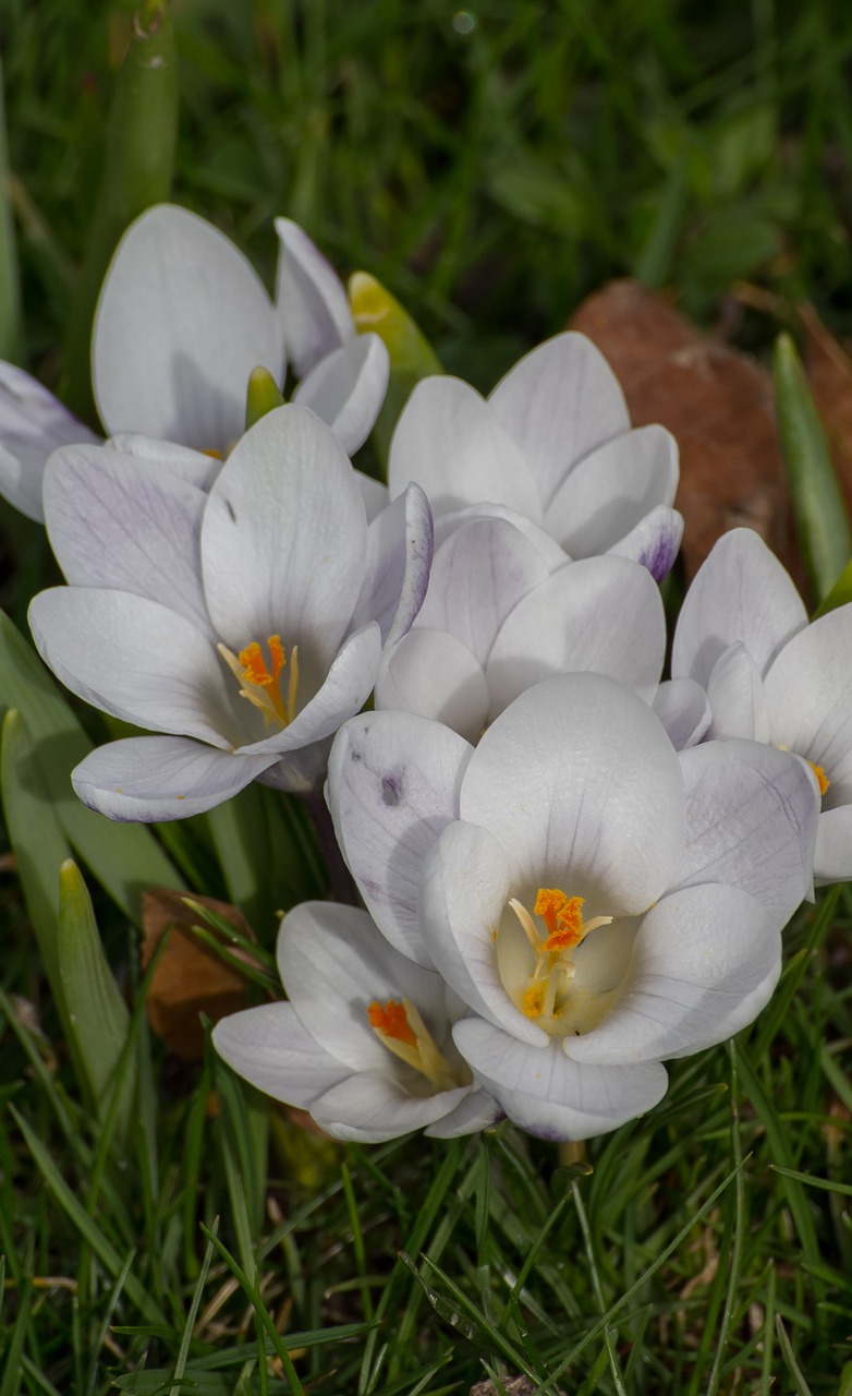 spring  crocus  flowers free photo