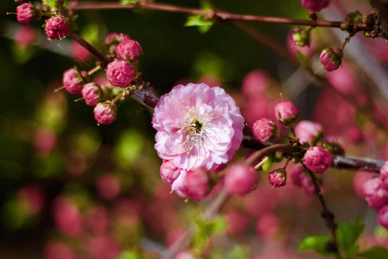 spring  blossom  pink free photo