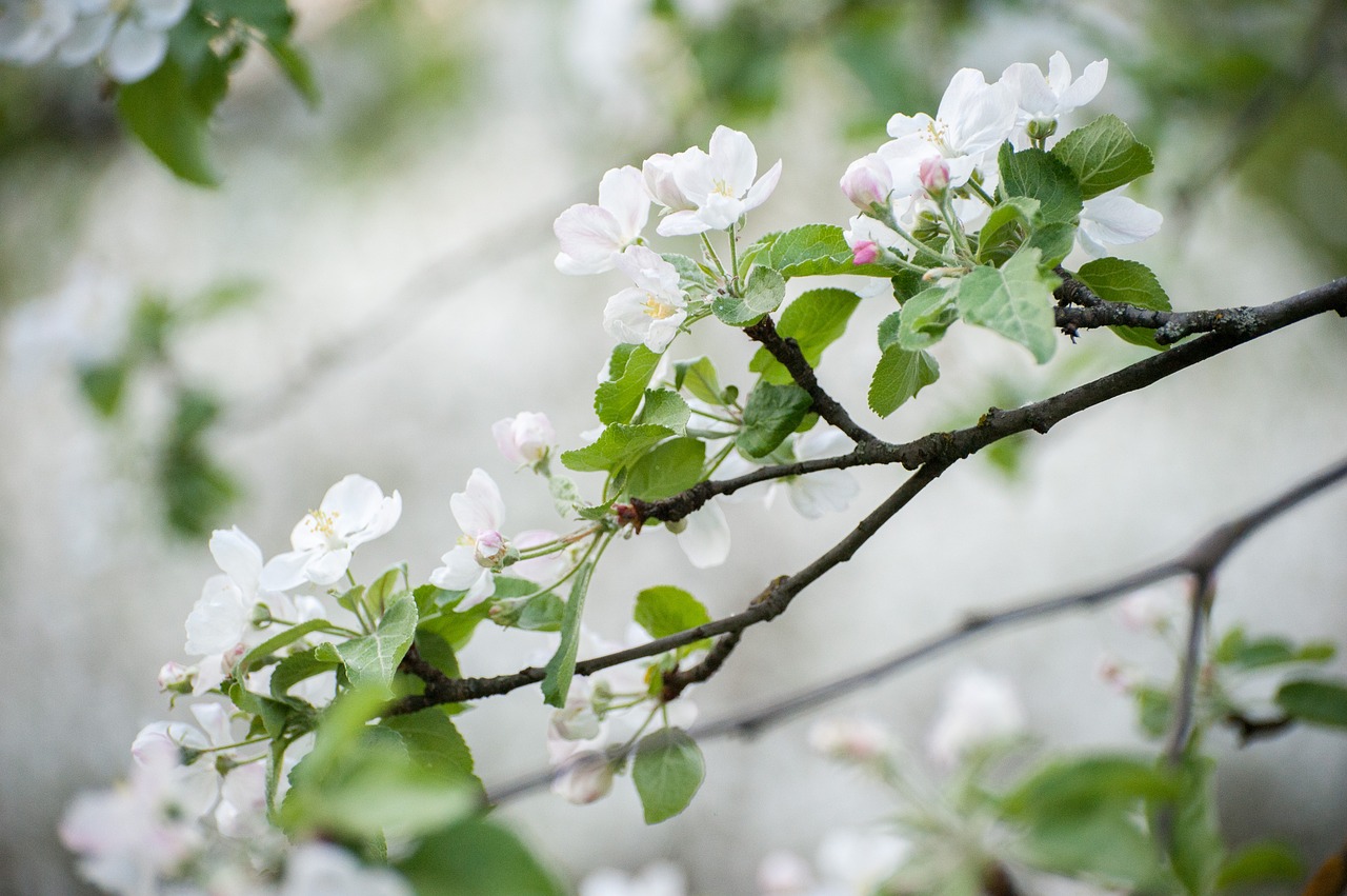 spring  white flowers  may free photo