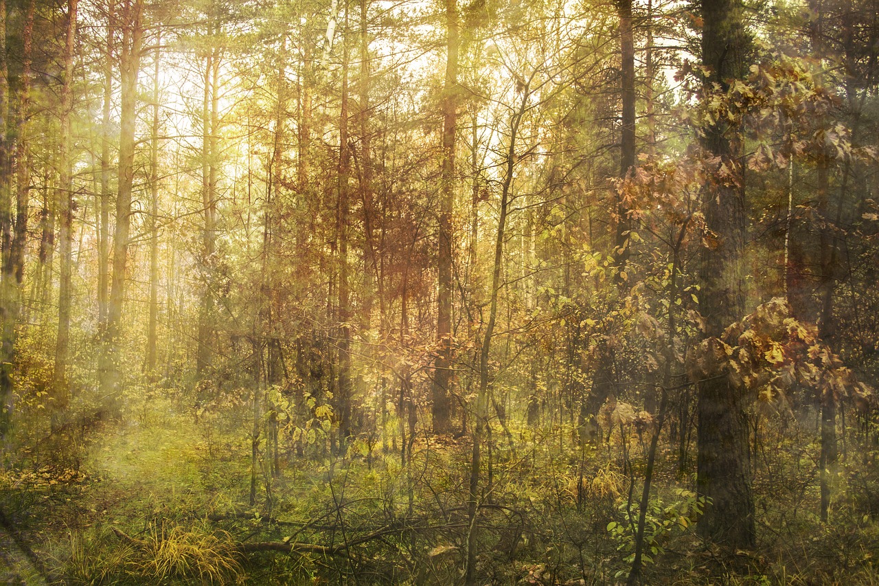 spring  forest  light free photo