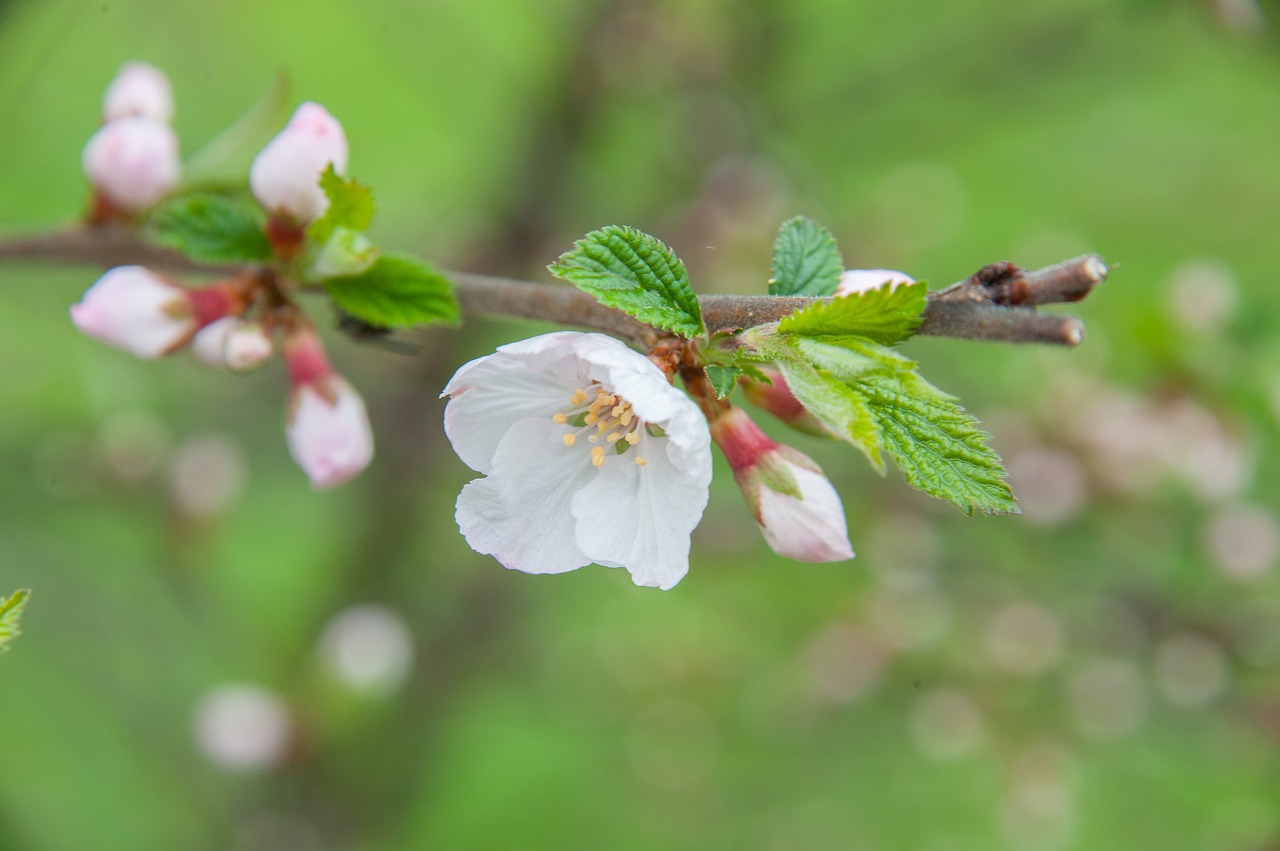 spring  cherry  flowers free photo