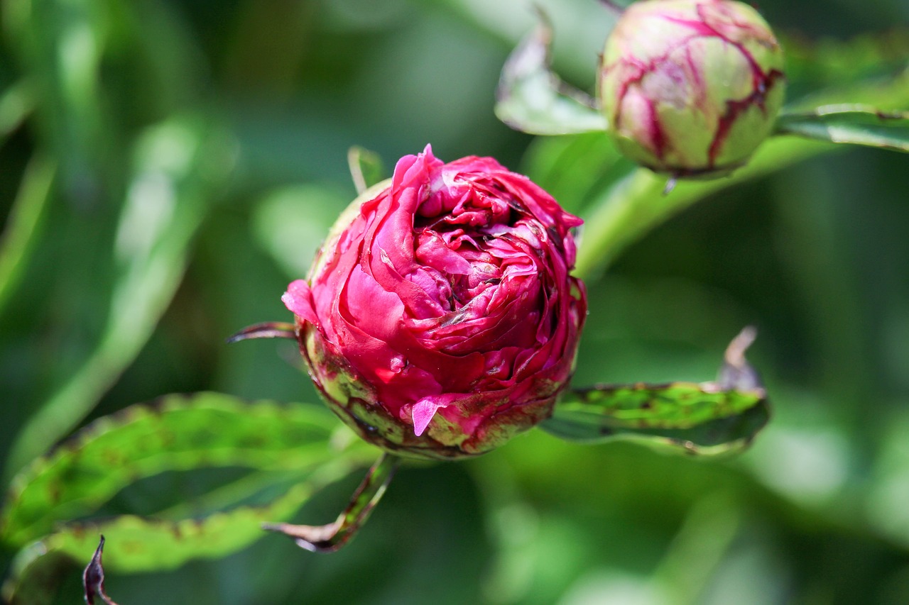 spring  flower  bloom free photo