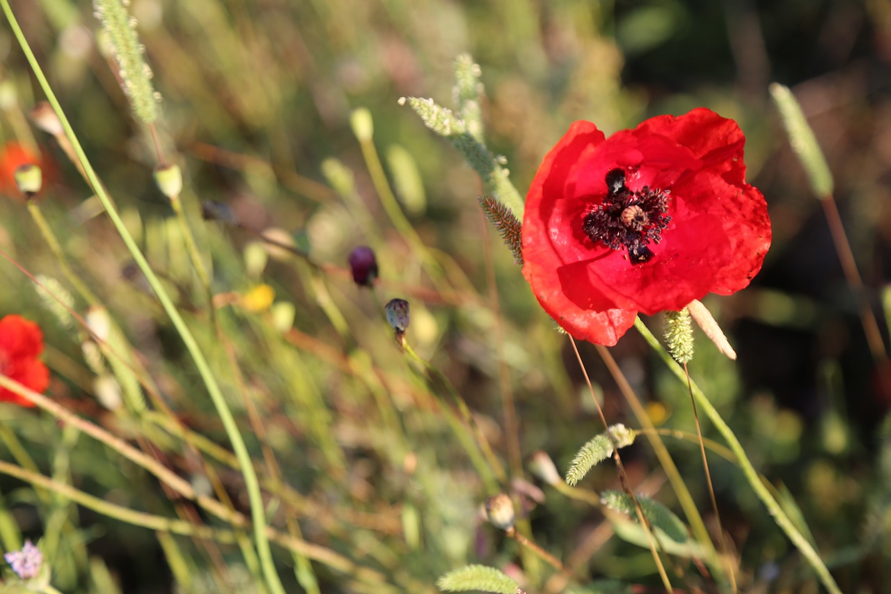 spring  flower  spring flowers free photo