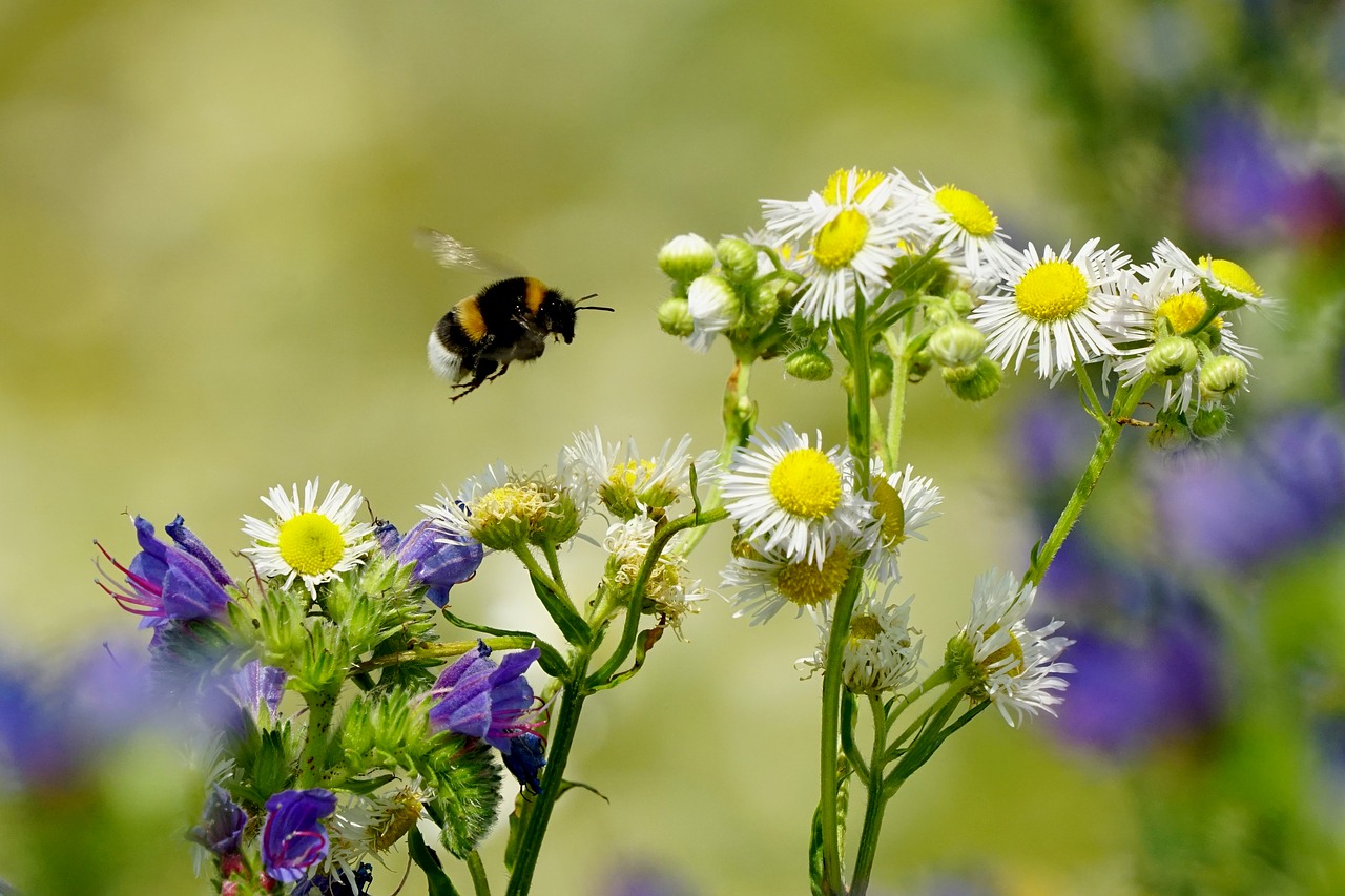 spring  flowering plants  insect free photo