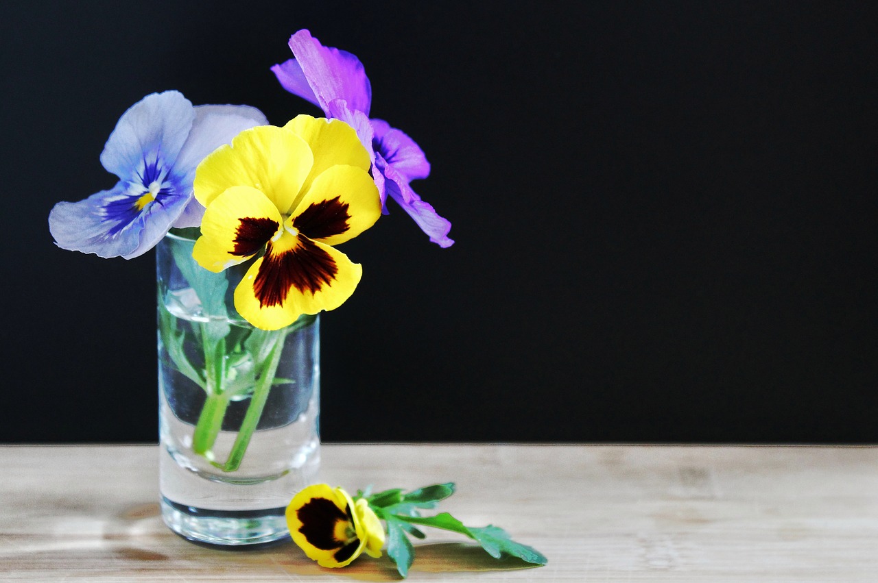 spring  flowers  pansy free photo