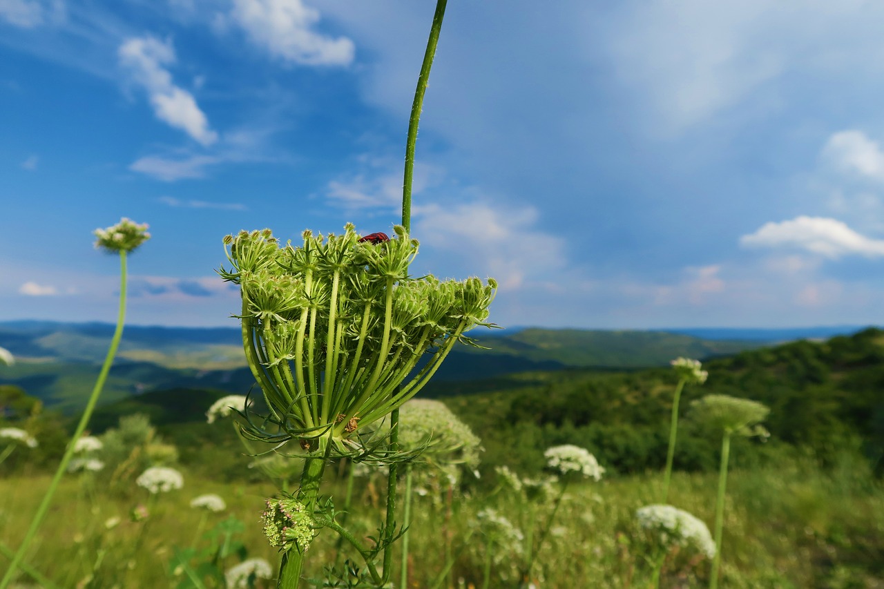 spring  flower  plant free photo