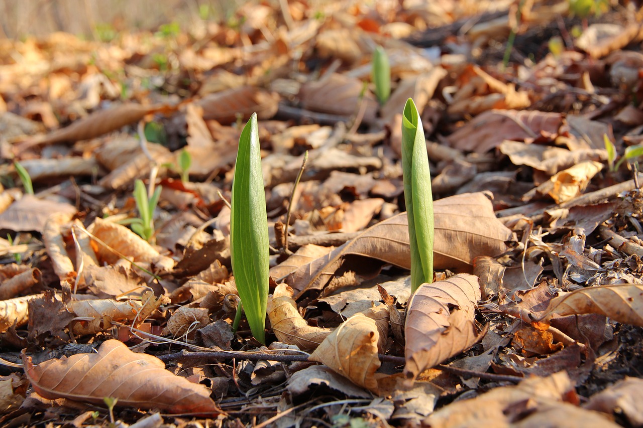 spring  fallen leaves  greens free photo