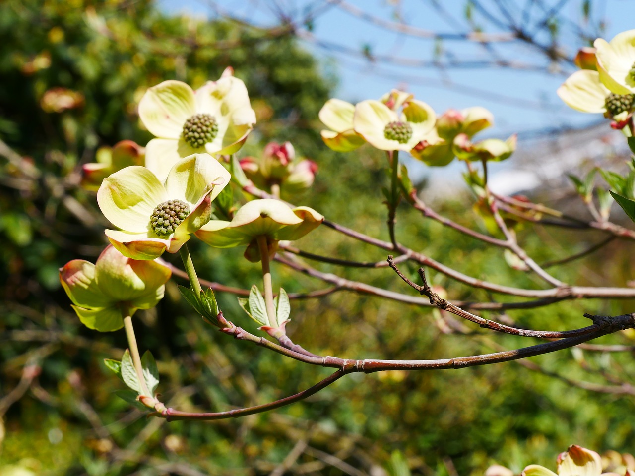 spring  cornus  dogwood flower free photo
