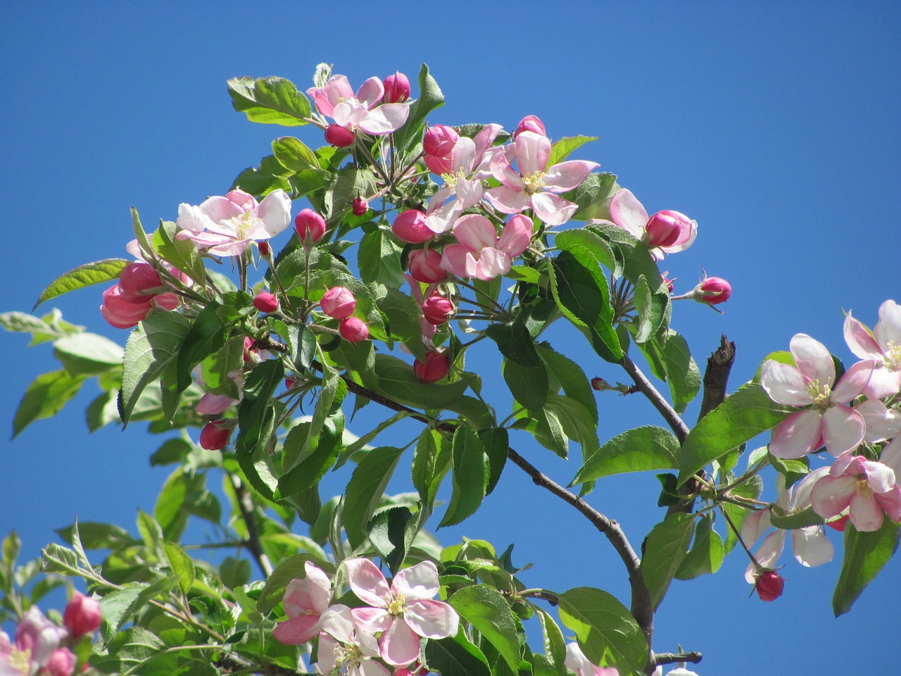 spring  flowering branch  branch of peach free photo