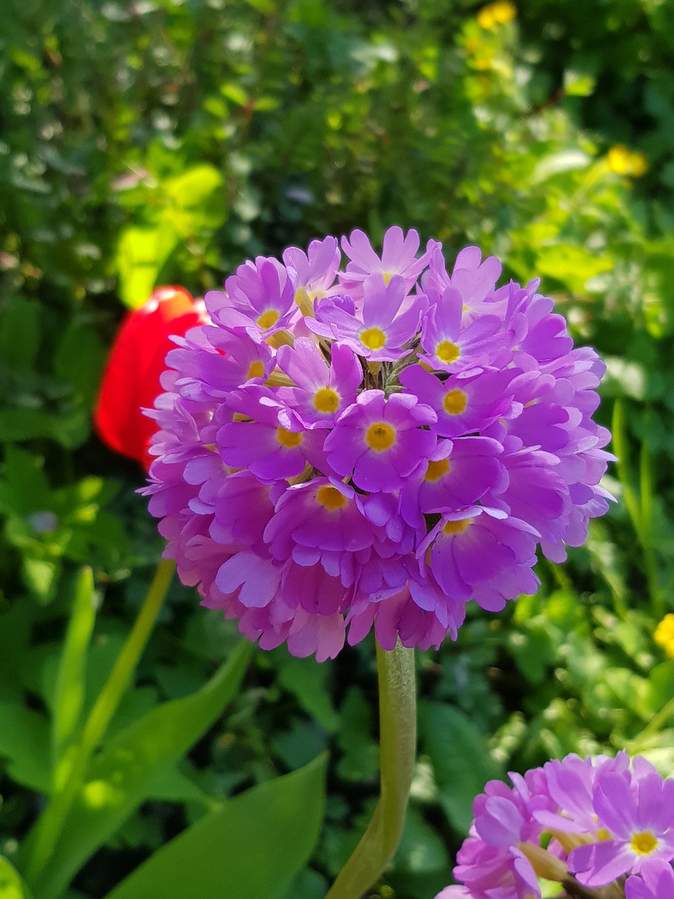 spring  lilac  green free photo