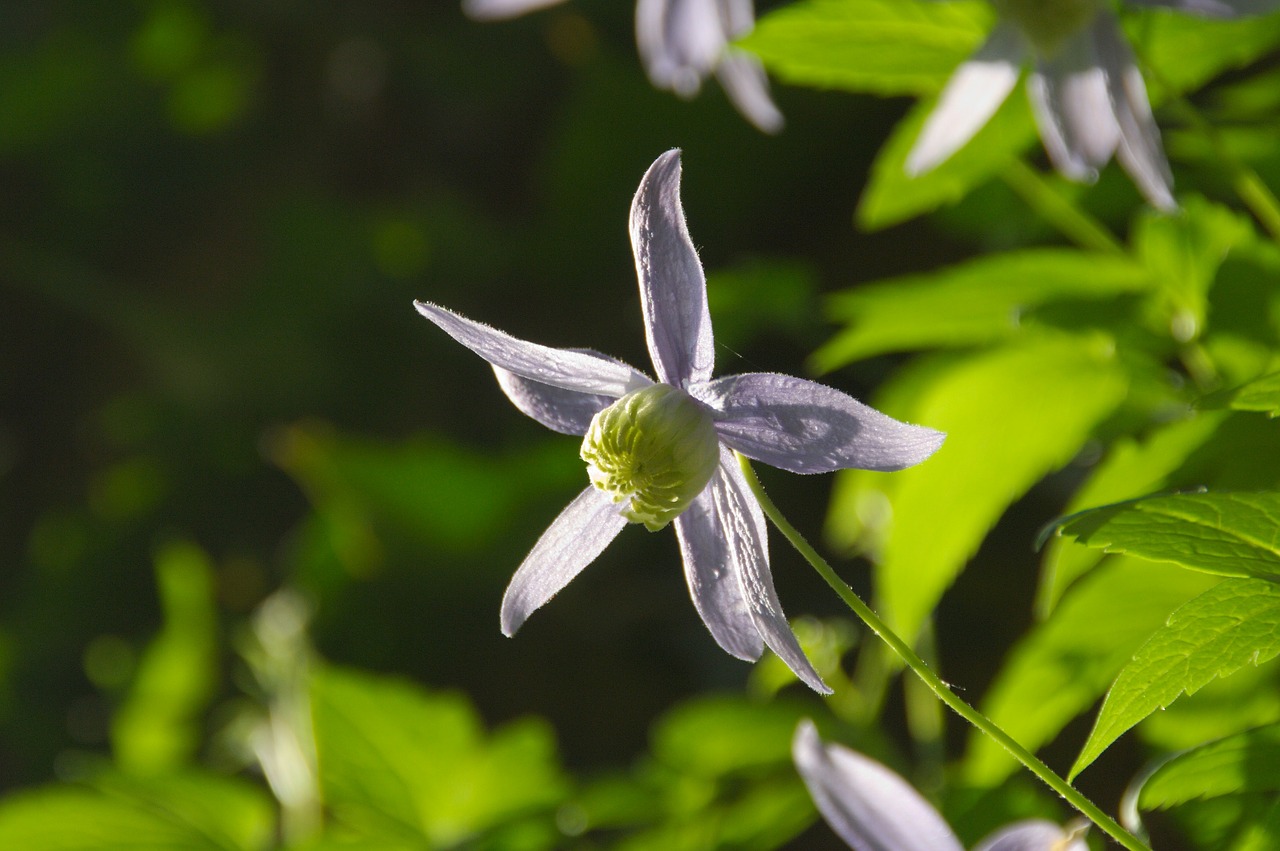 spring flower purple free photo