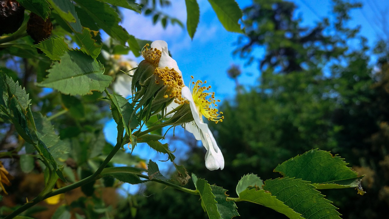 spring  flowering  nature free photo