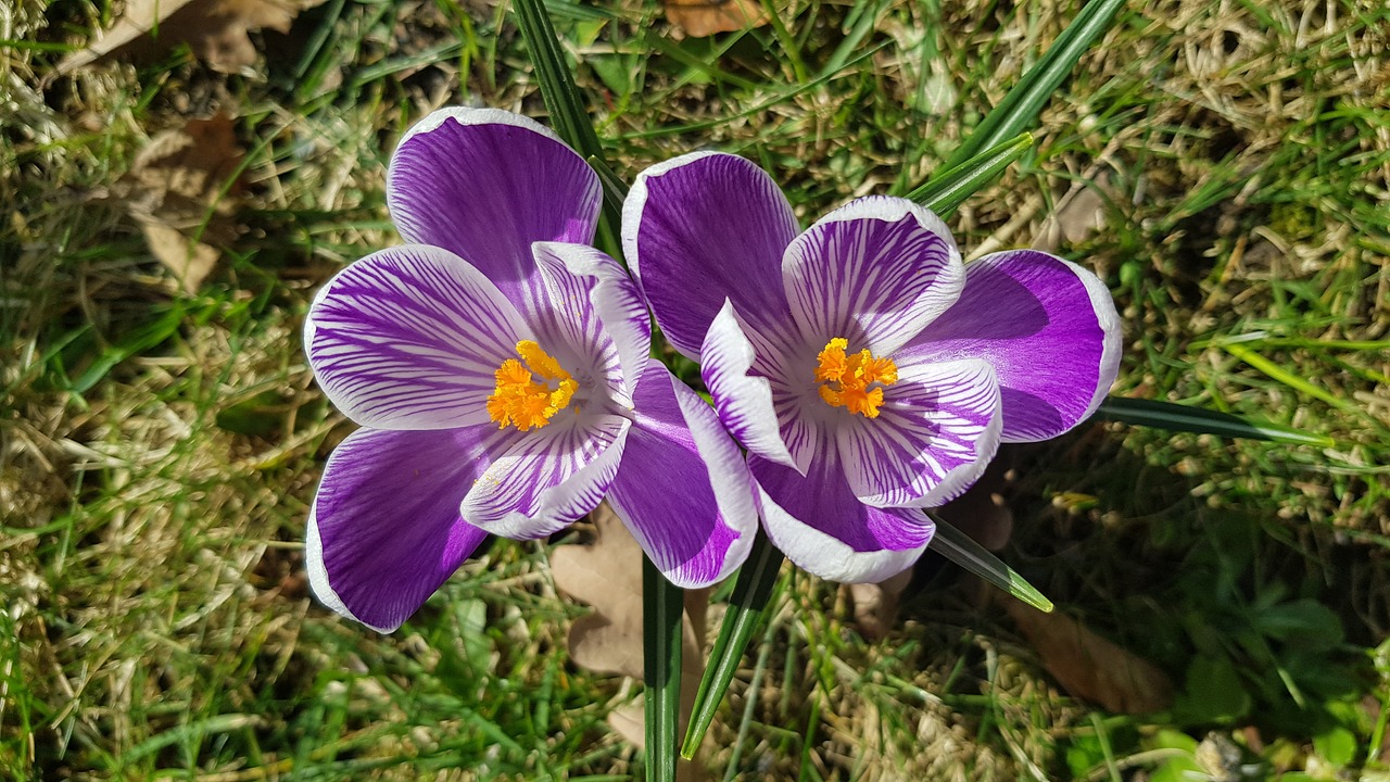 spring  flowers  meadow free photo