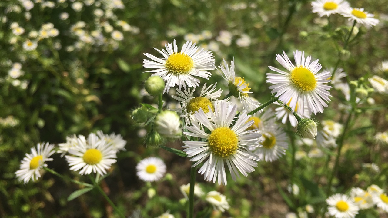 spring  flowers  daisy free photo