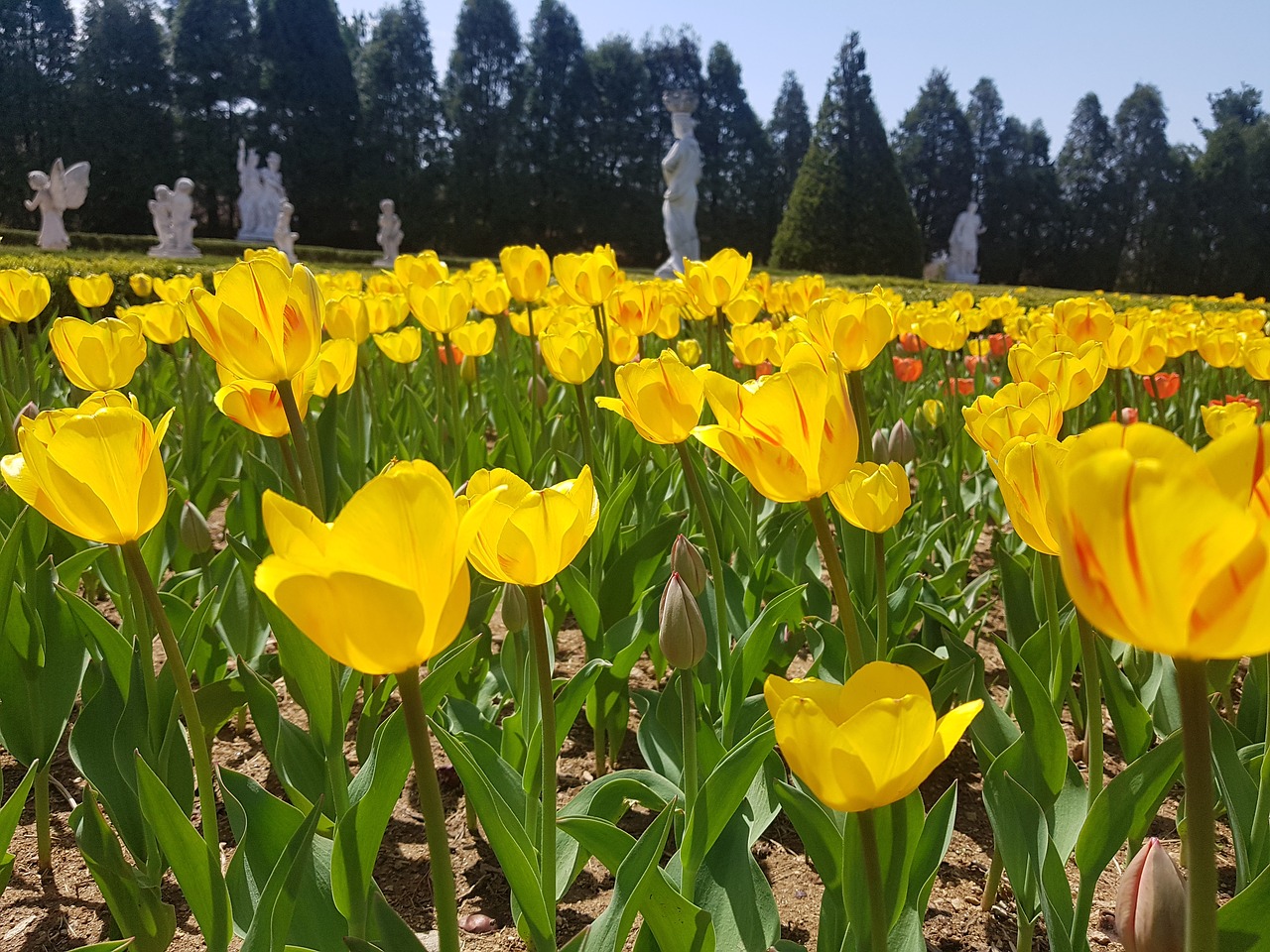 spring  tulip  garden free photo