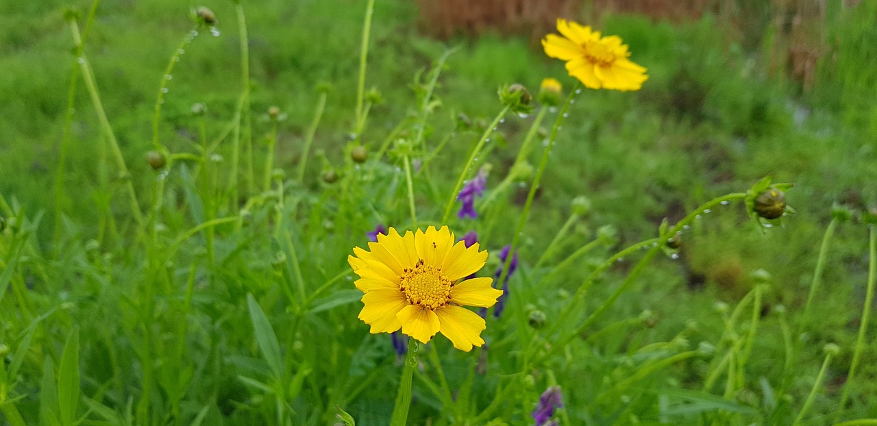 spring  flowers  the net free photo