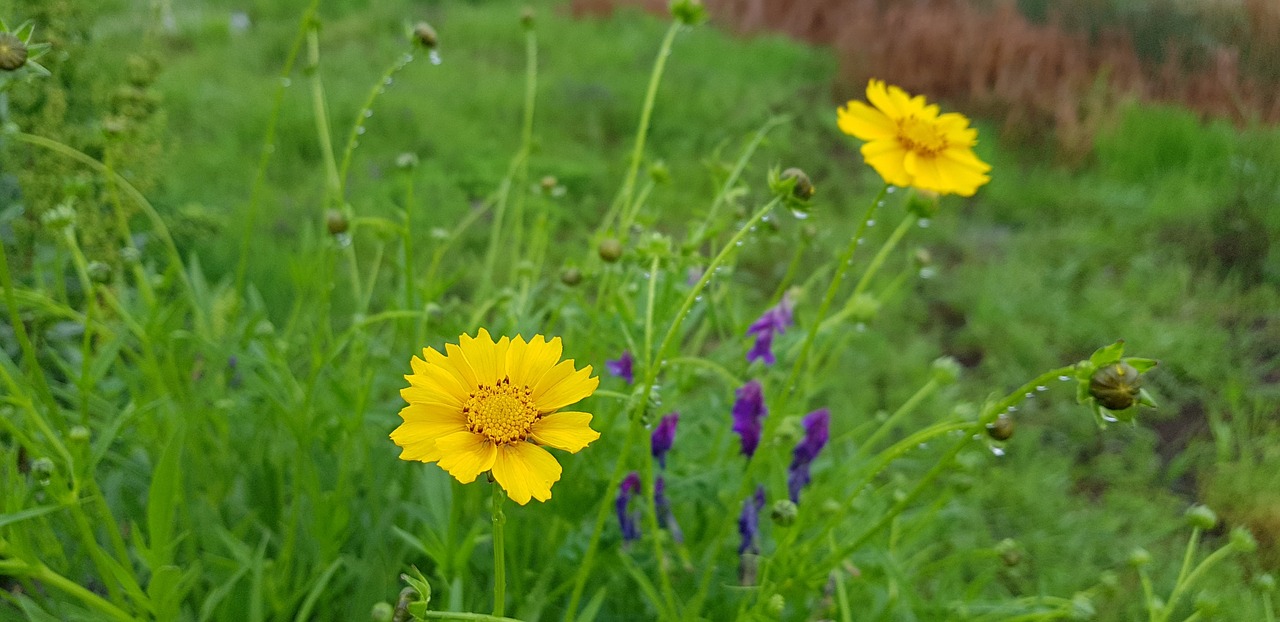 spring  flowers  the net free photo