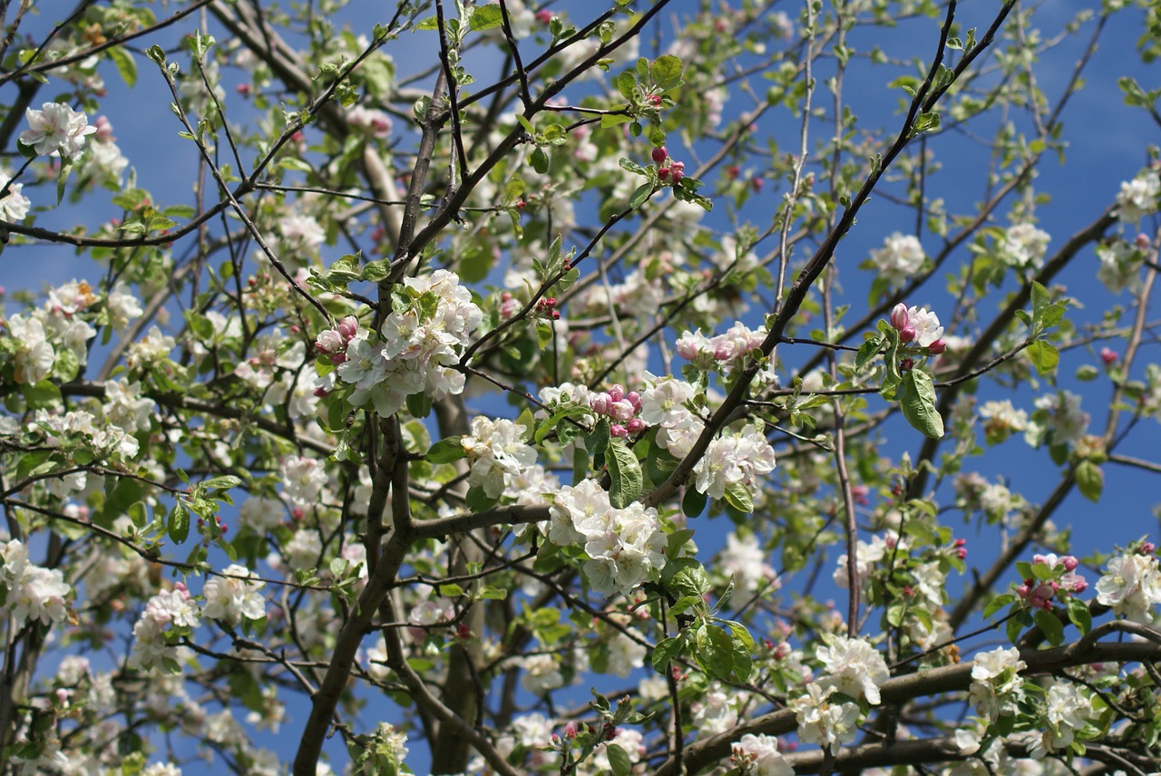 spring apfleblüten tree free photo