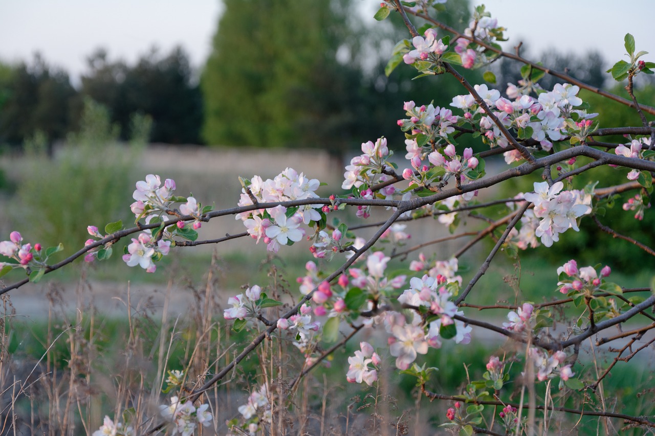 spring  jabłonka  apple free photo