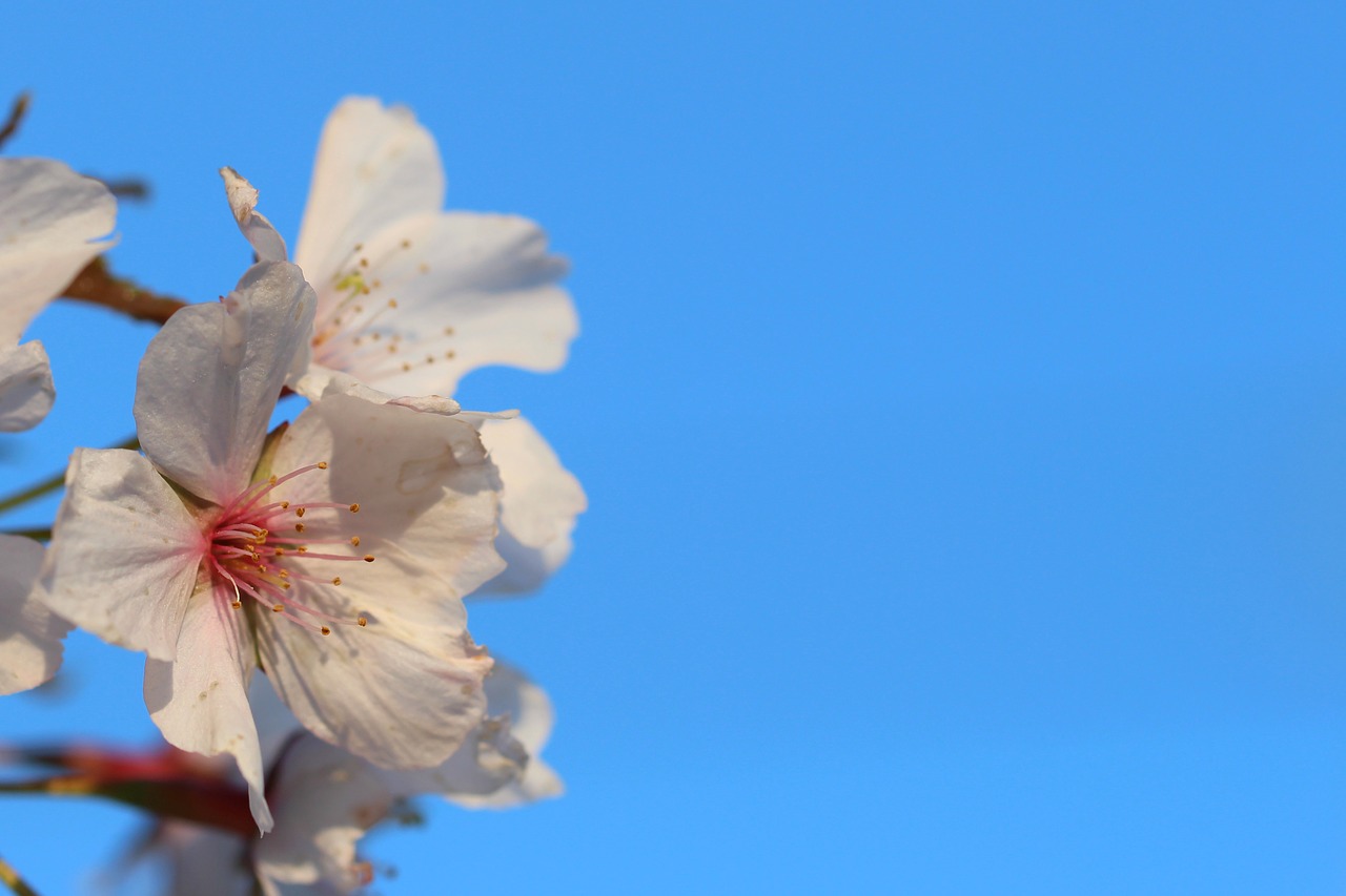 spring  flowers  sky free photo