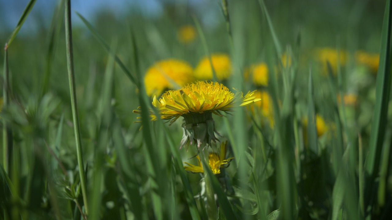 spring  flowers  nature free photo