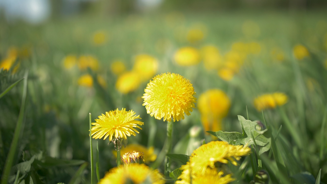 spring  flowers  nature free photo