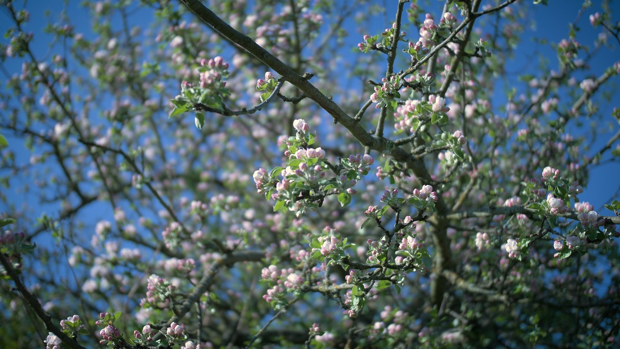 spring  flowers  nature free photo