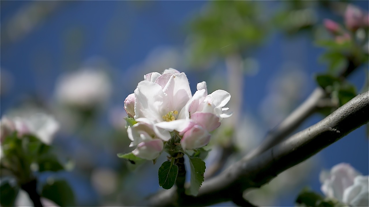 spring  flowers  nature free photo