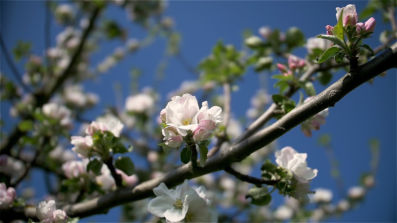 spring  flowers  nature free photo