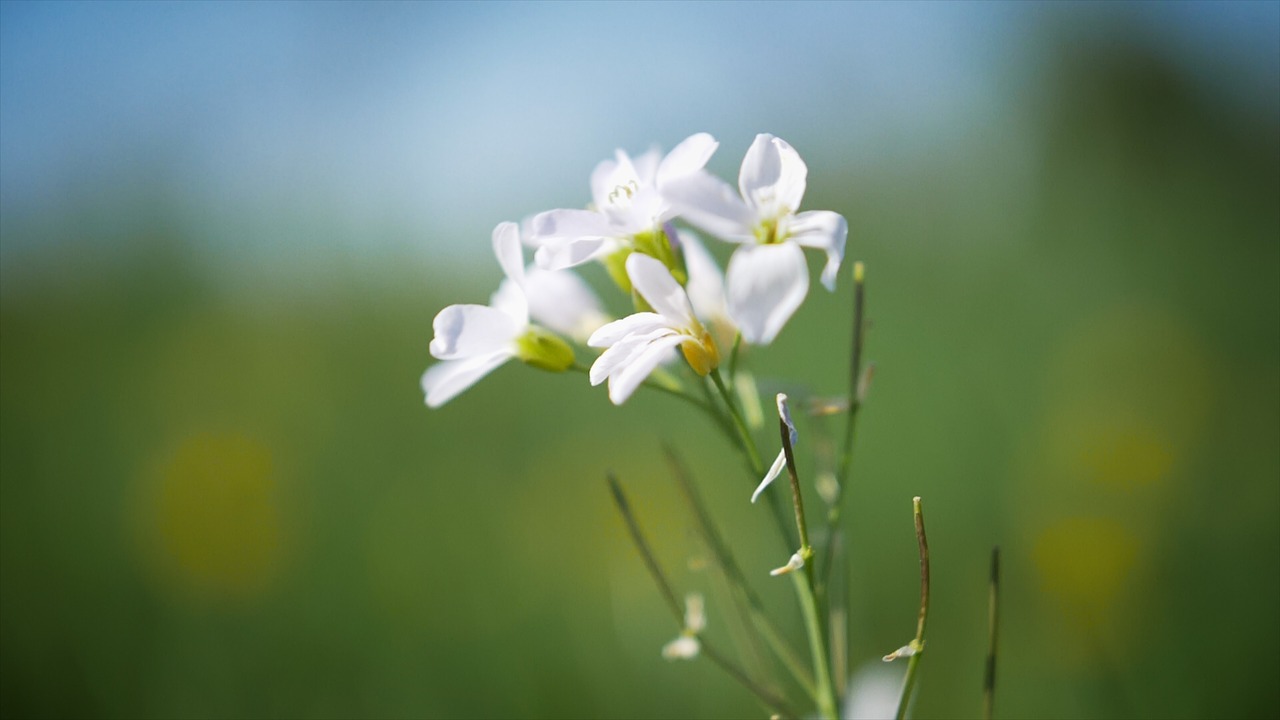 spring  flowers  nature free photo