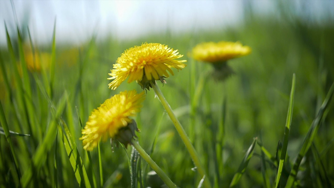 spring  flowers  nature free photo