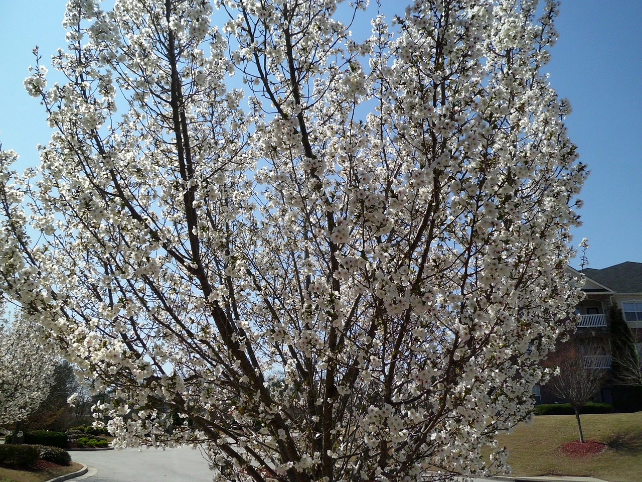 spring nature dogwood free photo