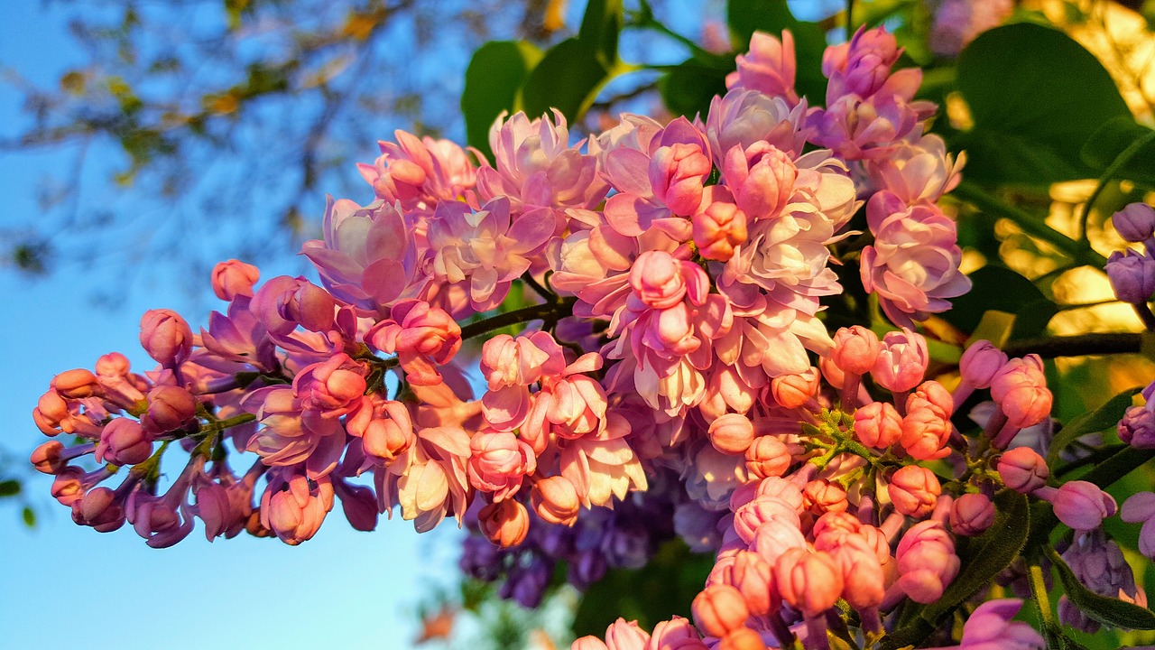 spring  lilac  garden free photo